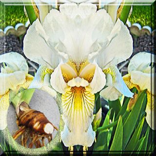 Fresh Dug White Bearded Iris Bulbs, Roots, Fan 3   5 w/ eyes