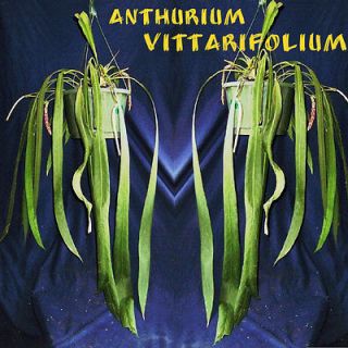   Leaf Anthurium vittarifolium~ Long Leaved Collectors LIVE RARE PLANT
