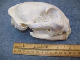 Extra Large Bobcat Skull Peroxided White