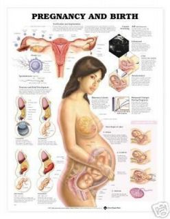 Pregnancy & Birth Anatomical Chart/Charts/Model