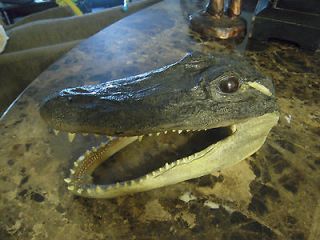 Alligator Head Taxidermy 9 3/4 Long Preserved REAL Head Wall Mount