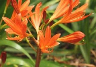 ORANGE Spider Lily Bulbs Lycoris Sanguinea from Japan