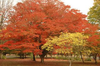   Zelkova, Zelkova serrata, Tree Seeds (Fall Colors, Fast, Bonsai