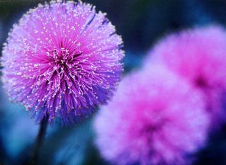 Current USA Purple Pink Mimosa Powder Puff Flower Floral Birthday 