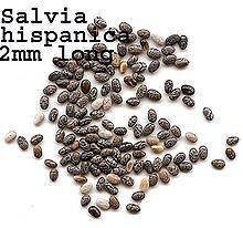 salvia hispanica in Dietary Supplements, Nutrition