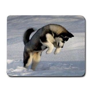 Siberian Husky Sled Dog Alaskan Malamute Sled Puppy in Snow PC 