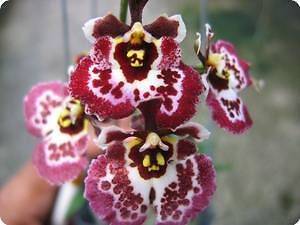 Orchid Oncidium Tolumnia jairak Firm Butterfly