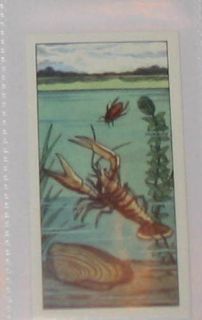 19 fresh water crayfish Pond life card