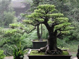 How To Grow Bonsai   Ebook or CD and resell rights+++BONUS​