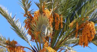 True Date Palm, Phoenix dactylifera, Tree Seeds