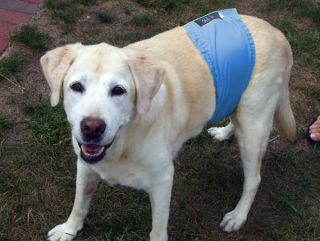 washable dog diaper in Dog Diapers