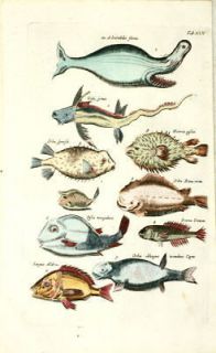 Antique Print, FISHES,ADMIRABILIS, ORBIS,PIPEFISH, Merian,Jonston 