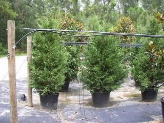 10 Leyland Cypress Trees   3 3/4   4 Feet Tall
