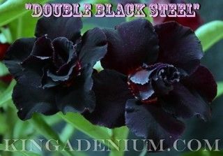   OBESUM DESERT ROSES DOUBLE FLOWER  DOUBLE BLACK STEEL  20 SEEDS NEW