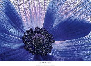 Windsong Dawn LeBlanc flower floral print Z Gallerie 26x36 photography 