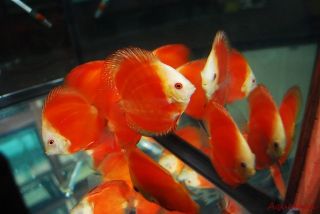 Live Discus Fish 3 3.5 Yellow Face Red Melon 24 hour Live Guarantee