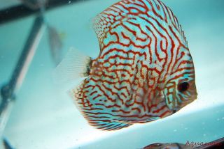 Live Discus Fish 3.5 Blue Snakeskin 24 hour Live Guarantee