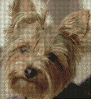 Yorkshire Terrier Complete Counted Cross Stitch Kit 8.7