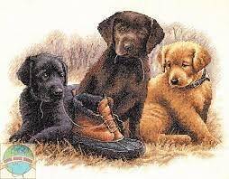 Dimensions Counted Cross Stitch Kit 3 Labrador Puppies CHEW TOY 14 x 