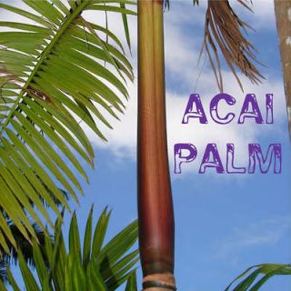 ACAI PALM~ Tree Euterpe oleracea LIVE Edible YUMMY ACAI BERRY Palm 3 