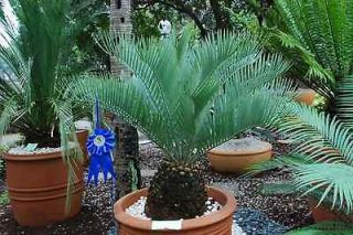   Eugene Maraisi​i LIVE Rare Cycad Palm Plant Cactus Low Water