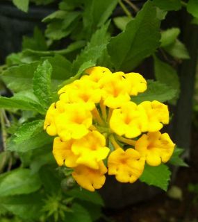 Lantana  Trailing Yellow   Blooms all Summer 3 Plants