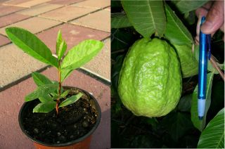 Thailand Bangkok Guava Tree,Jumbo White Fruit,Sweet and Aromatic 
