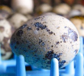 12 blown quail eggs includes free extras eggs time left