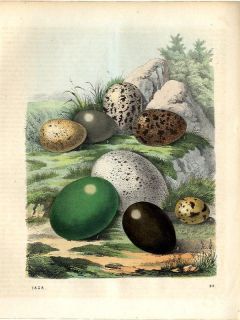 1858 BOOK OF THE WORLD #20 Eggs Wild Turkey, Partridge, Quail 