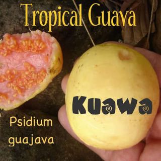 TROPICAL GUAVA Psidium guajava Hawaii Kuawa Goiaba LIVE RARE FRUIT 