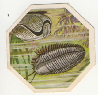 1960s York Dinosaurs # 1 Trilobite and Lamp Shell