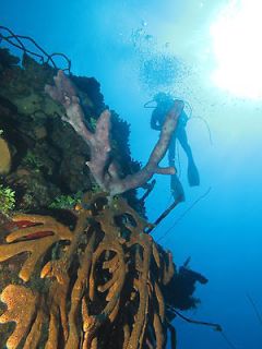   & dive package for TWO, incl. 2 tanks Equipment & more Value$400