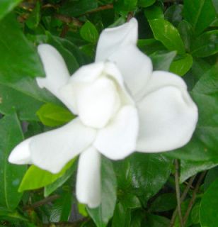 August Beauty gardenia shrub ( Starter plants ) Well rooted, Good 