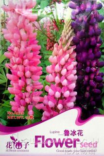   10+ Flowers Seeds Lupine Seeds Colorful Striking Perennial Home Plant
