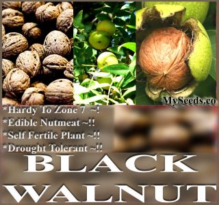 Northern California Walnut Hinds Black Walnut Juglans hindsii TREE 