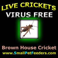   Live Brown House Crickets      Reptile Food fish BAIT