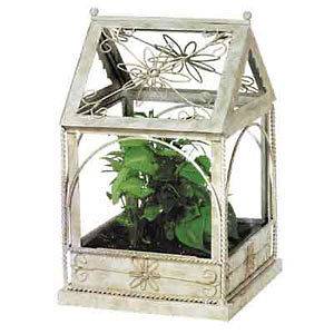 Plant Terrarium Glass and Iron White Daisy Greenhouse