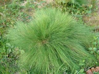 Green Fescue Seed Clumping Ornamental Grass Non Invasive (Sheeps 