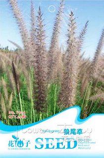   Tail Pennisetum Grass Seed ★ 20 Brown Grass Seeds New Popular Plant