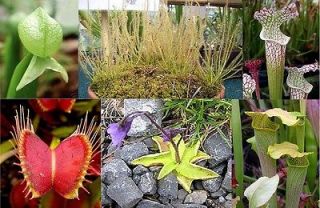 Carnivorous plants temperate SET 110+ seeds, 6 species  0.99$ each 