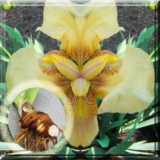 Fresh Dug Yellow Bearded Iris Bulbs, Roots, Fan 3   5 w/ eye
