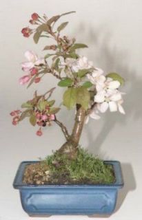Flowering Crabapple Bonsai   Deciduous   Easy   Outdoor   11 years old