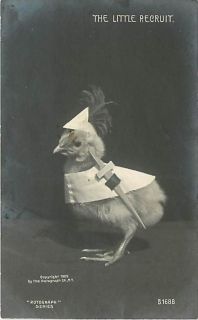 REAL PHOTO THE LITTLE RECRUIT BABY CHICKEN IN COSTUME SWORD HAT R95653