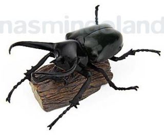 Caucasus Rhinoceros Beetle Insect bug Chalcosoma Caucasian Colorata 