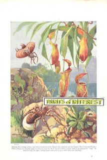 VENUS FLY TRAP PITCHER PLANT WOLF SPIDER C 1930 PICTURE PRINT GREAT IN 