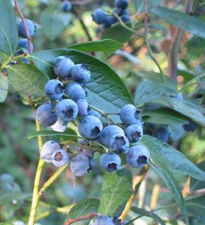 Highbush Blueberry, Vaccinium corymbosum, Seeds