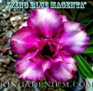 blue rose seeds in Perennials