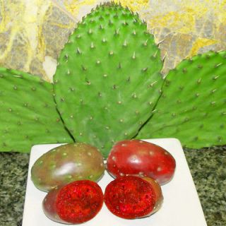 Nopal Cactus Prickly Pear Pad Cuttings Plant Anti inflammma​tory 