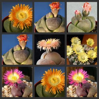 Pleiospilos Mix rarest and exotic succulent seeds~Not lithops