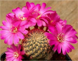 Sulcorebutia Mentosa rare succulent cactus seeds~Rebutia